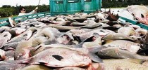 peixescommercurio