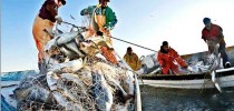 pesca