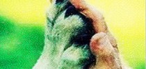 pet