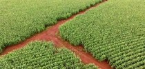 plantaçao1