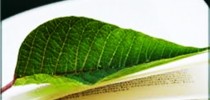 relatorioambiental