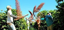rota-cafe-parana-730x486