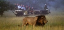 Safari turistico nas savanas da África do Sul.