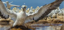 Na Ilha Bird, a água acumulada pelas fortes chuvas atrapalha o pouso dos atobás-do-cabo. A previsão é de precipitações mais freqüentes e intensas, e as inundações podem causar perda de ovos em larga escala. A alteração dos padrões climáticos pode prejudicar outras aves, forçando os peixes que lhes alimentam a se afastar das suas áreas de reprodução.
FOTO DE THOMAS P. PESCHAK