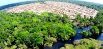 Floresta Amazônica (foto Clovis Miranda)