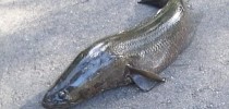 snakehead2