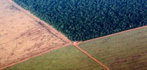 sojanaamazonia
