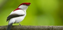 O soldadinho-do-araripe é uma das 1,3 mil espécies listadas no inventário da fauna cearense (Foto: Ciro Albano)