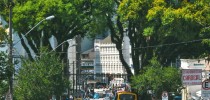 tipuanas