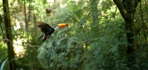 tucano8