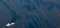Golfo do México - vazamento de petróleo ameaça várias espécies animais.