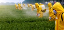 xagrotoxico.jpg.pagespeed.ic.hIO22bdF1F