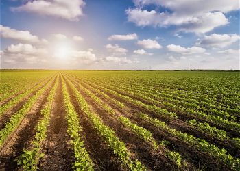 D’P AGRO: O FUTURO É VERDE