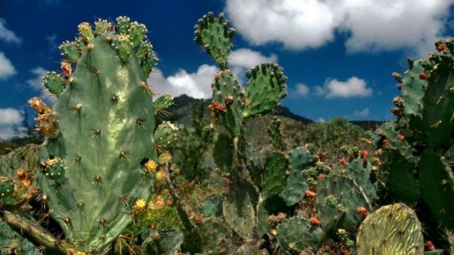 Os cactos acrescentam cor à paisagem árida da ilha - Getty Images