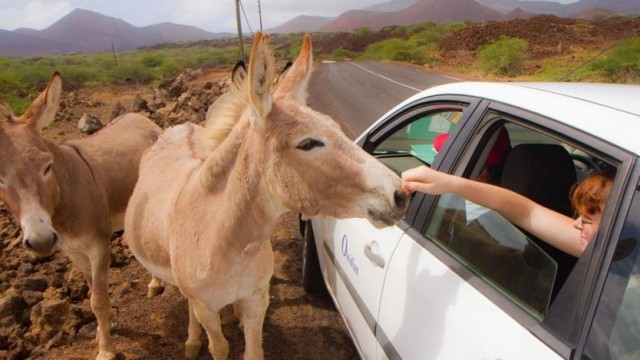 Os burros foram introduzidos na Ilha da Ascensão no início do século 19 e agora vagam pelas montanhas - Diane Selkirk