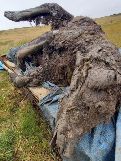 O urso foi encontrado por pastores de renas no permafrost da Sibéria