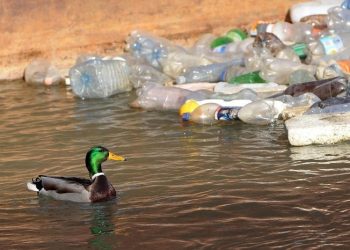 POLUIÇÃO PLÁSTICA: COMPLEXIDADE ECONÔMICA, TECNOLOGIA E CIRCULARIDADE