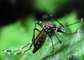 MUDANÇAS CLIMÁTICAS DEVEM AUMENTAR TRANSMISSÕES DE ZIKA E DENGUE