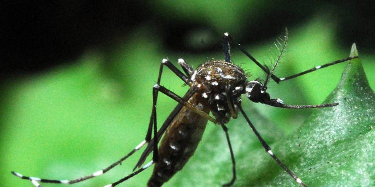 MUDANÇAS CLIMÁTICAS DEVEM AUMENTAR TRANSMISSÕES DE ZIKA E DENGUE