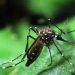 MUDANÇAS CLIMÁTICAS DEVEM AUMENTAR TRANSMISSÕES DE ZIKA E DENGUE