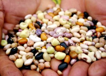 OS BANCOS DE SEMENTES QUE CONSERVAM O FUTURO DA ALIMENTAÇÃO NO BRASIL