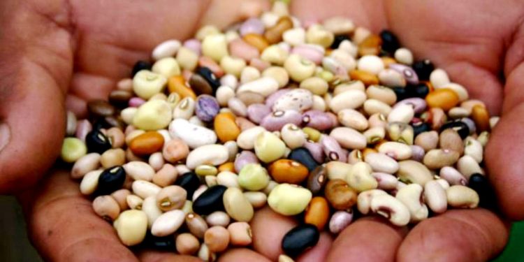 OS BANCOS DE SEMENTES QUE CONSERVAM O FUTURO DA ALIMENTAÇÃO NO BRASIL