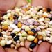 OS BANCOS DE SEMENTES QUE CONSERVAM O FUTURO DA ALIMENTAÇÃO NO BRASIL