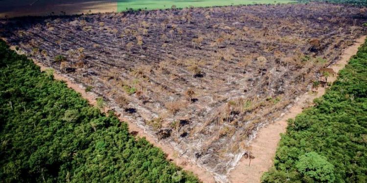 ESTUDO ANALISA PROJETO DE LEI QUE PRETENDE TIRAR MT DA AMAZÔNIA LEGAL