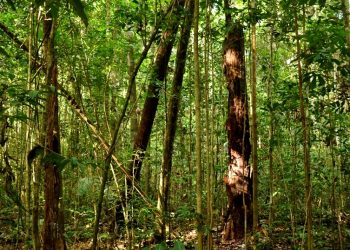 MODELO DE PRODUÇÃO MADEIREIRA EM CONCESSÕES FLORESTAIS SE ESGOTARÁ EM 35 ANOS