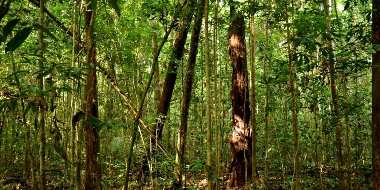 MODELO DE PRODUÇÃO MADEIREIRA EM CONCESSÕES FLORESTAIS SE ESGOTARÁ EM 35 ANOS