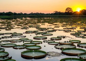 VOCÊ CONHECE A PROPOSTA DO ESTATUTO DO PANTANAL?