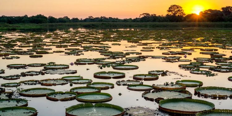 VOCÊ CONHECE A PROPOSTA DO ESTATUTO DO PANTANAL?