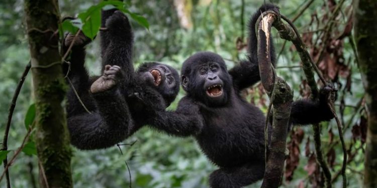 POR QUE ALGUNS ANIMAIS DESENVOLVEM SENSO DE HUMOR