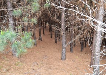 EUCALIPTO AMEAÇA BIODIVERSIDADE NA MATA ATLÂNTICA E NO PAMPA