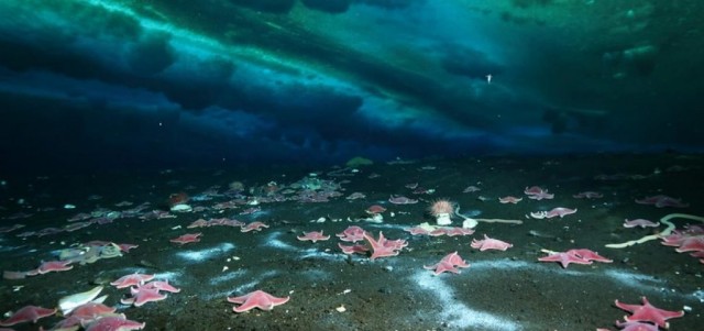 Vazamento de metano é detectado no fundo do mar da Antártica pela 1ª vez (Foto: Andrew Thurber, Oregon State University)