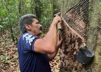 ‘O SERINGUEIRO É O MELHOR GUARDA FLORESTAL’: O NOVO CICLO DE BORRACHA NATIVA QUE ESTÁ AJUDANDO A PRESERVAR A AMAZÔNIA