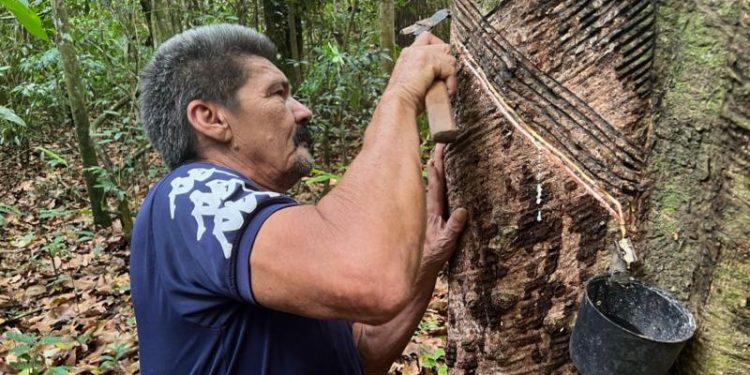 ‘O SERINGUEIRO É O MELHOR GUARDA FLORESTAL’: O NOVO CICLO DE BORRACHA NATIVA QUE ESTÁ AJUDANDO A PRESERVAR A AMAZÔNIA