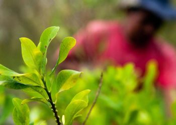 COCA: A CULTURA ANTI-DESENVOLVIMENTO