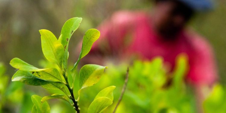 COCA: A CULTURA ANTI-DESENVOLVIMENTO