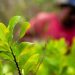 COCA: A CULTURA ANTI-DESENVOLVIMENTO