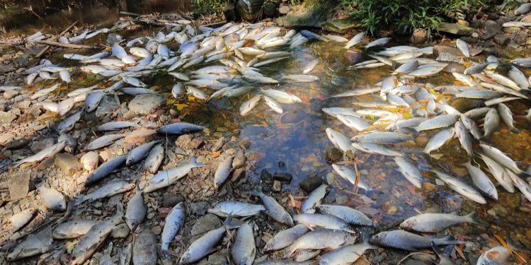 RIO TIETÊ – O RETRATO DO DESCOMPASSO NA GESTÃO DA ÁGUA