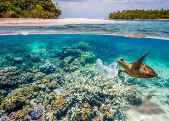 ONU CONCLUI ACORDO HISTÓRICO ENTRE NAÇÕES PARA PROTEÇÃO DA BIODIVERSIDADE MARINHA