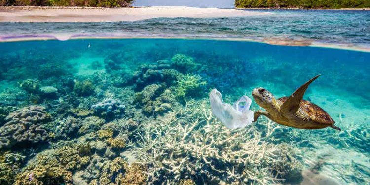 ONU CONCLUI ACORDO HISTÓRICO ENTRE NAÇÕES PARA PROTEÇÃO DA BIODIVERSIDADE MARINHA