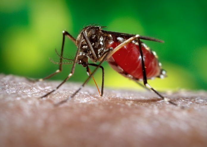 Aedes-aegypti-Foto-Governo-de-Goiás-696x494