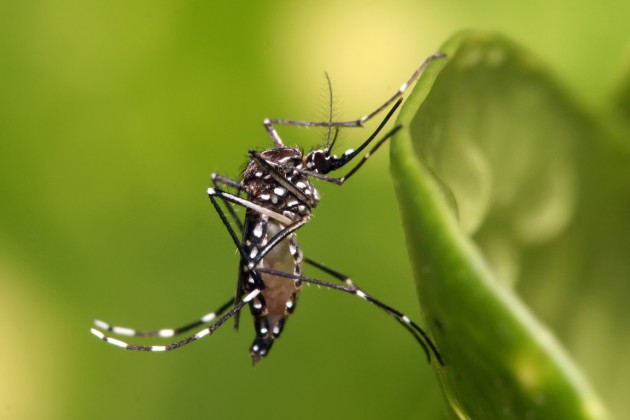 Aedes_aegypti-Foto-Wikipedia