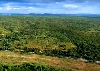 UM MÉTODO EFICAZ PARA REFLORESTAR A CAATINGA