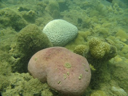 Crédito Projeto Coral Vivo - branqueamento-coral-anosanteriores- no Recife de Fora03 (1052x789) (1024x768)