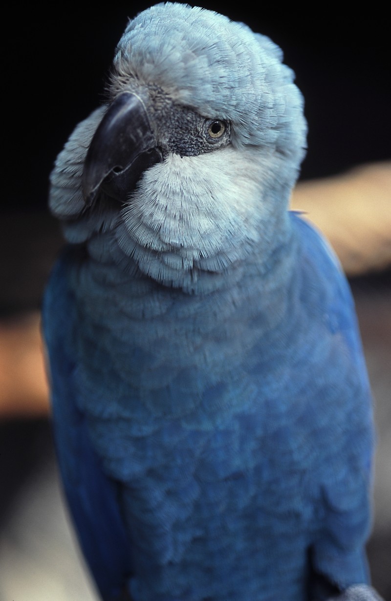 Espécies_Ararinha-azul-Cyanopsitta_spixii-cativeiro_Zoológico_de_São_Paulo=Fábio-Colombini