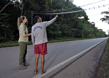 EM PARCERIA COM INDÍGENAS, PROJETO CONSTRÓI PONTES NA AMAZÔNIA PARA SALVAR PRIMATAS