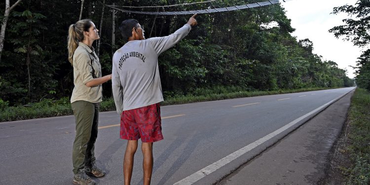 EM PARCERIA COM INDÍGENAS, PROJETO CONSTRÓI PONTES NA AMAZÔNIA PARA SALVAR PRIMATAS